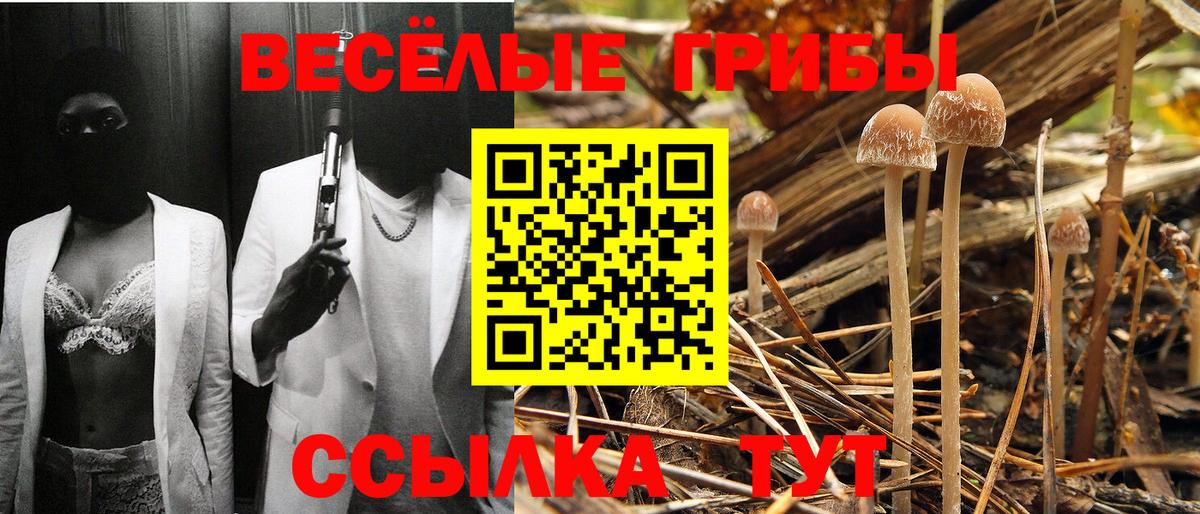Аргун  Псилоцибиновые грибы ЛСД  Вход с VPN  Псилоцибиновые грибы Cubensis 